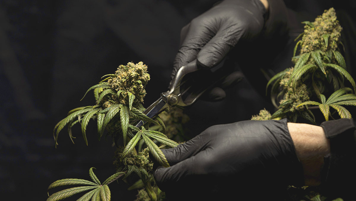 Cannabis: From Bud Tender to Master Grower: Are you suitable to be a trimmer, harvester or cultivator?
