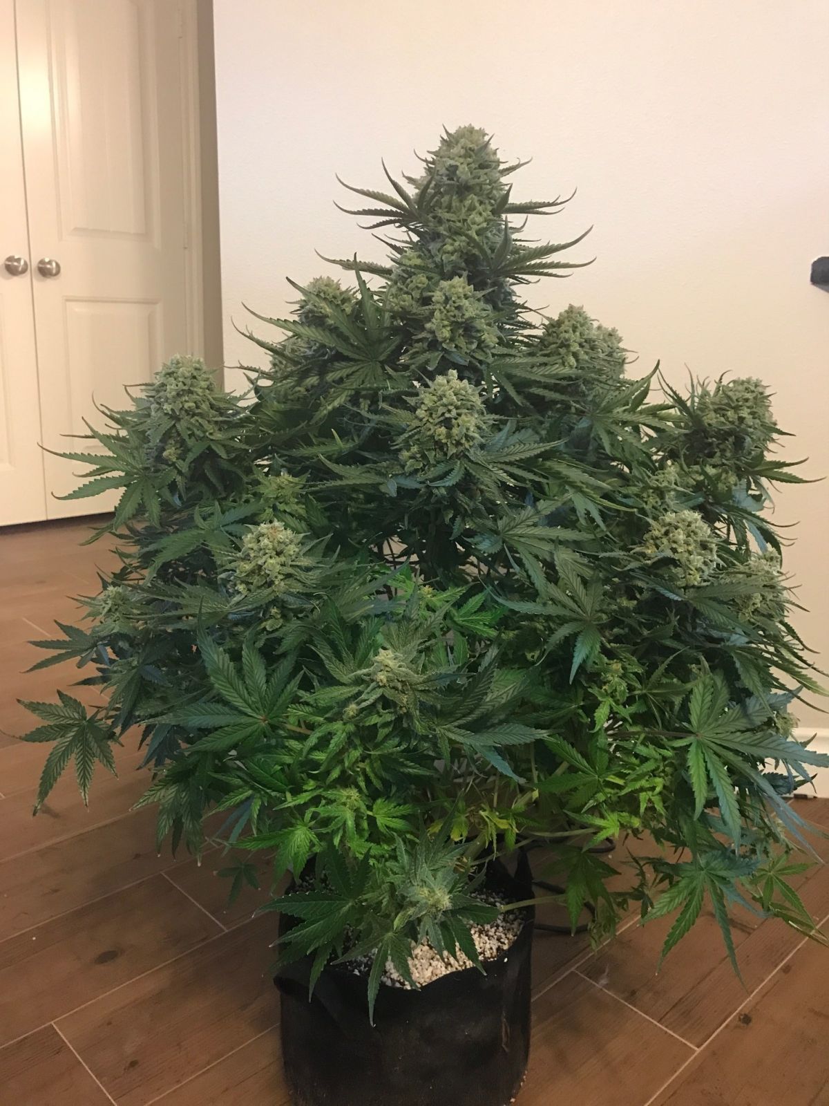 fast-buds-girl-scout-cookies.jpg Fast Buds Girl Scout Cookies