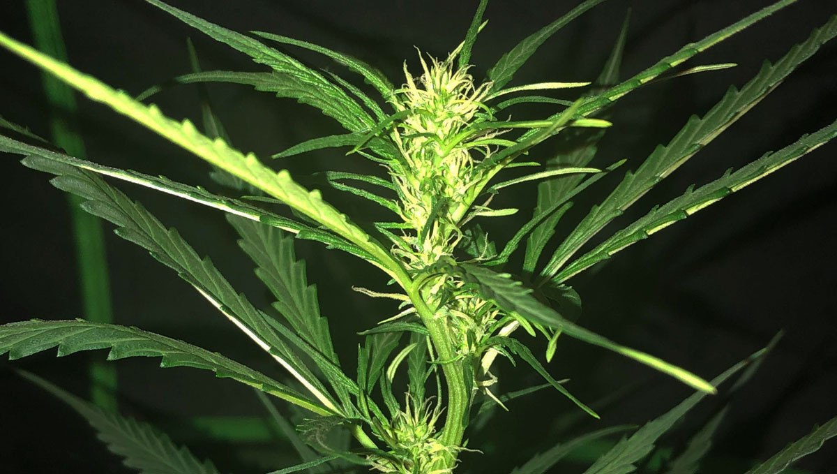 Internodes stacking up