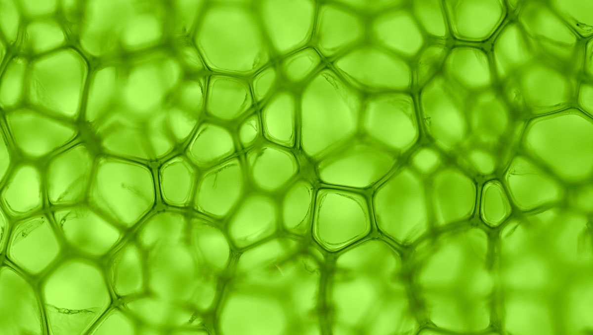 While fertilizers don't have any effects on the ash, chlorophyll does.