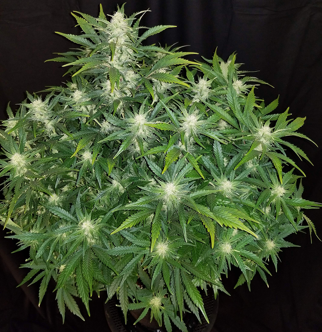 Fast Buds Rhino Ryder Autoflower Medicine Man