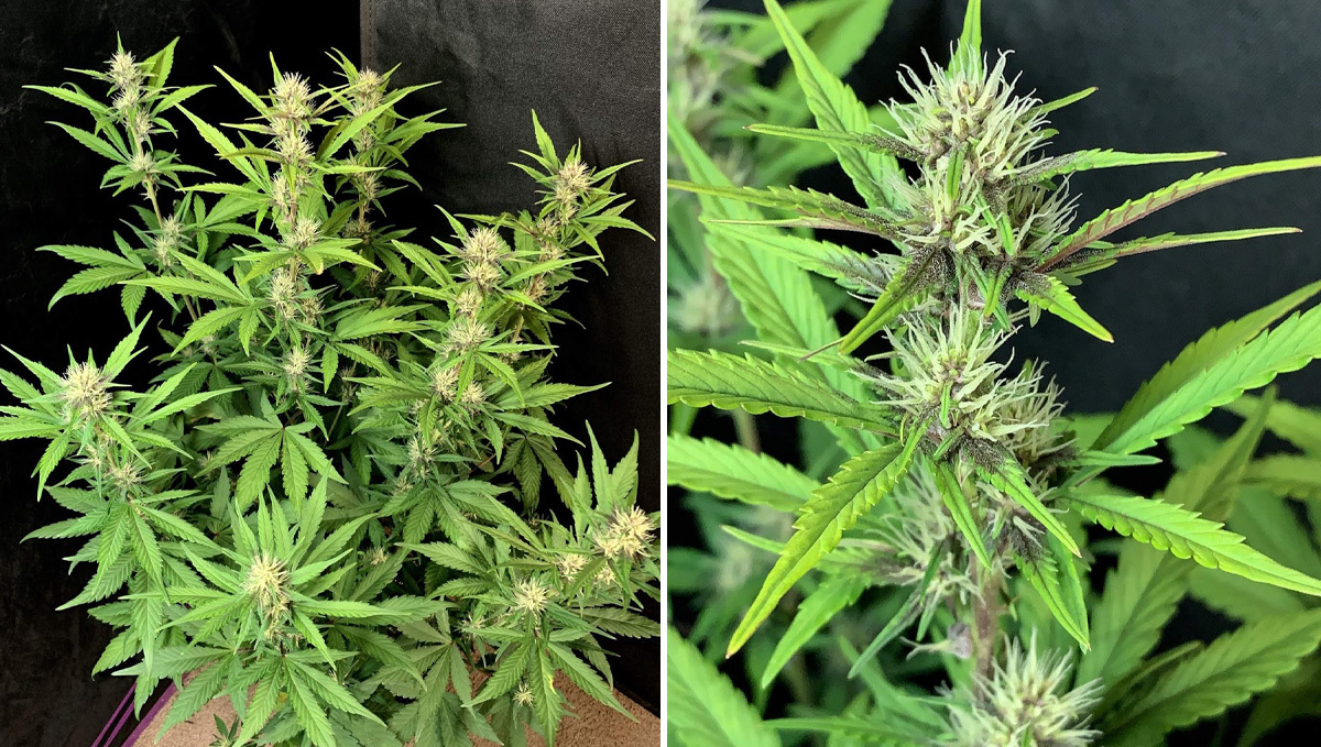 Basics of growing autos in soil: week 5