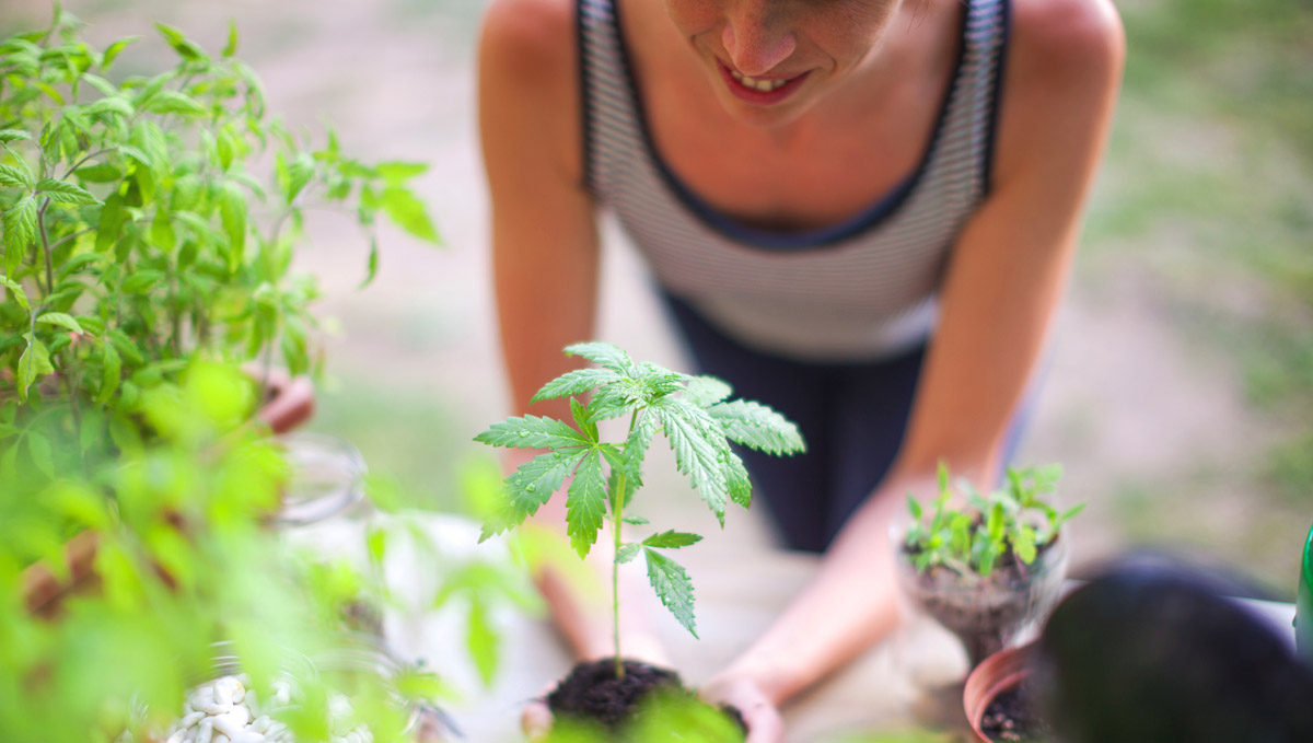 Welcome to the world of home-grown cannabis!