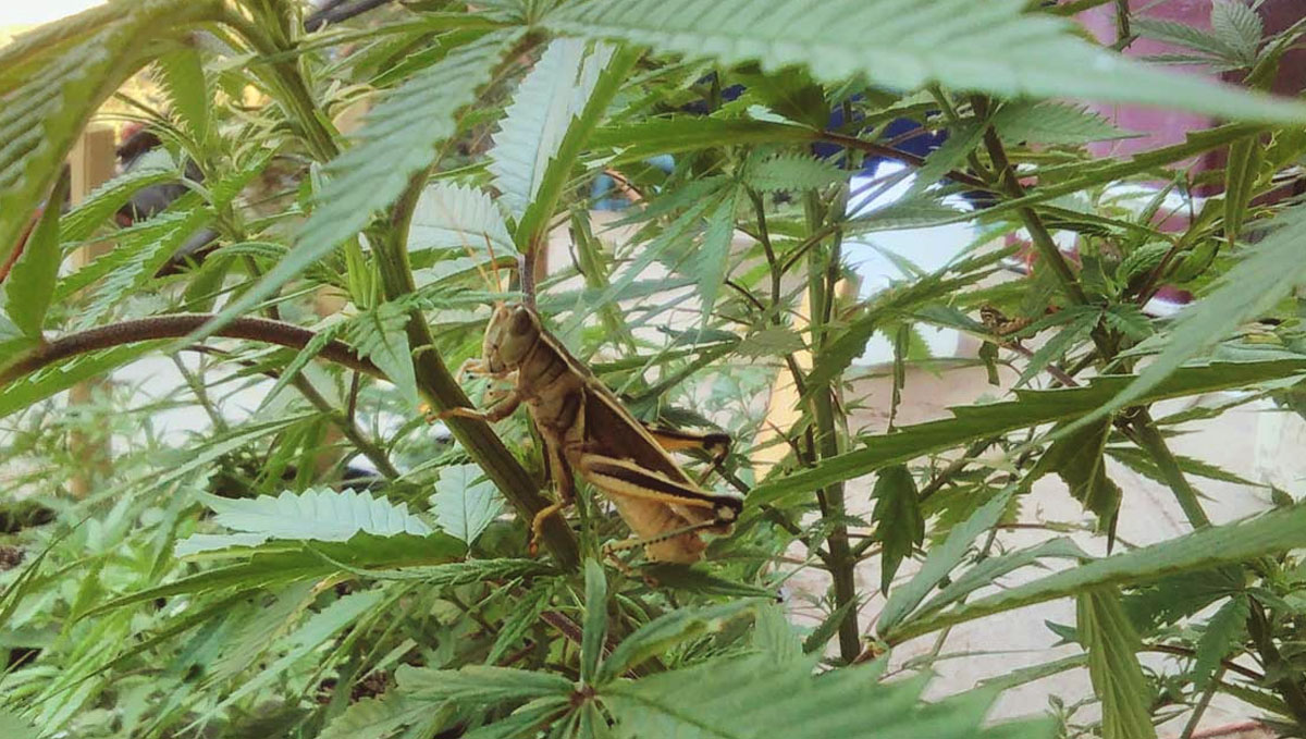 Grasshoppers are a common pest found in cannabis plants. Grasshoppers are a common pest found in cannabis plants.