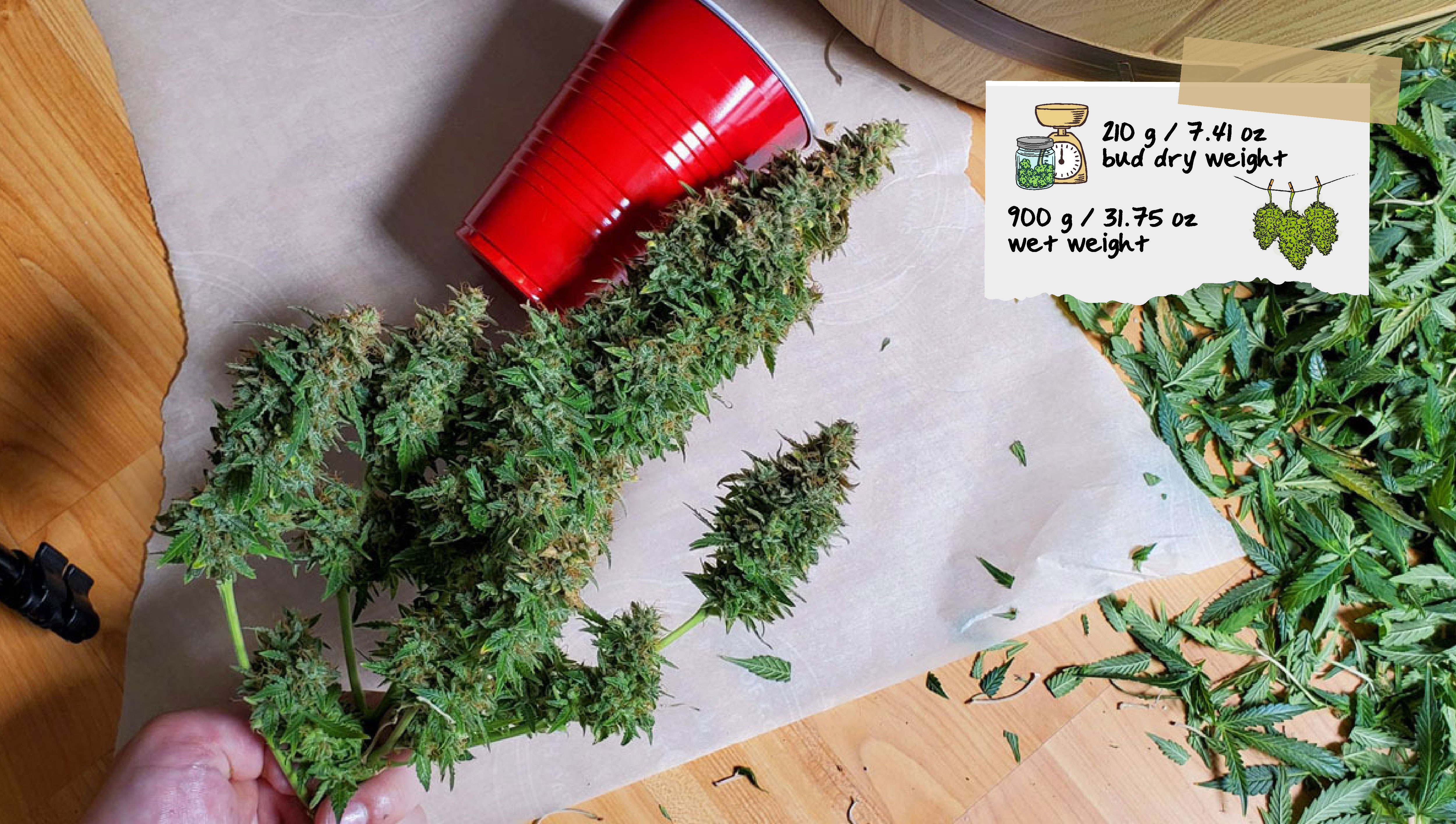 Basementganja Harvest