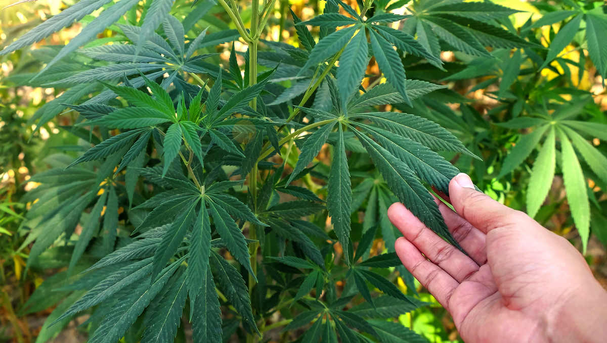 How often should I water my plants: nutrient solution