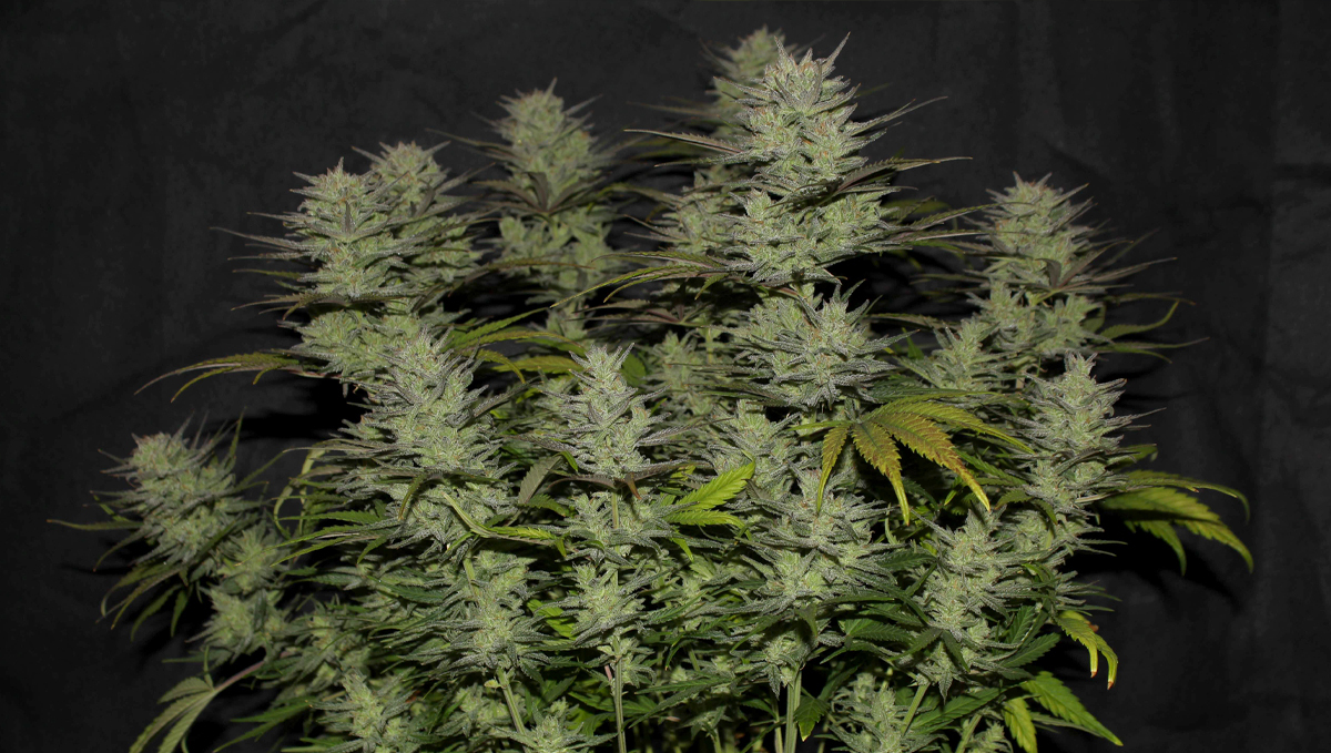 Northern Lights: history