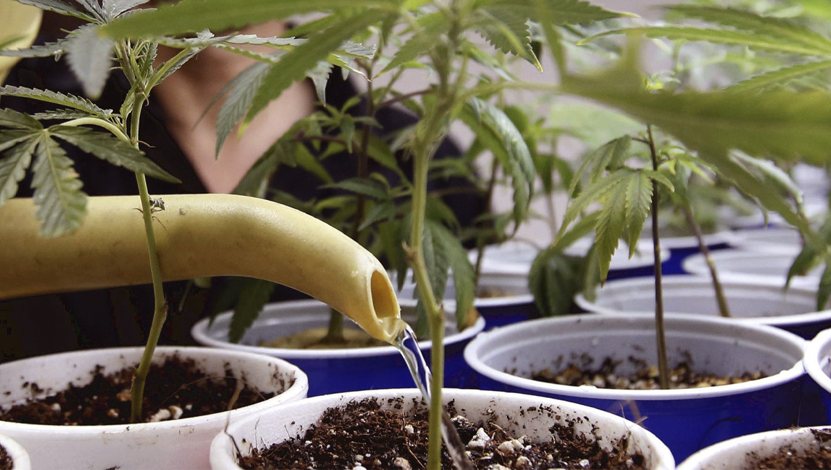 Organic teas for cannabis: what is it?