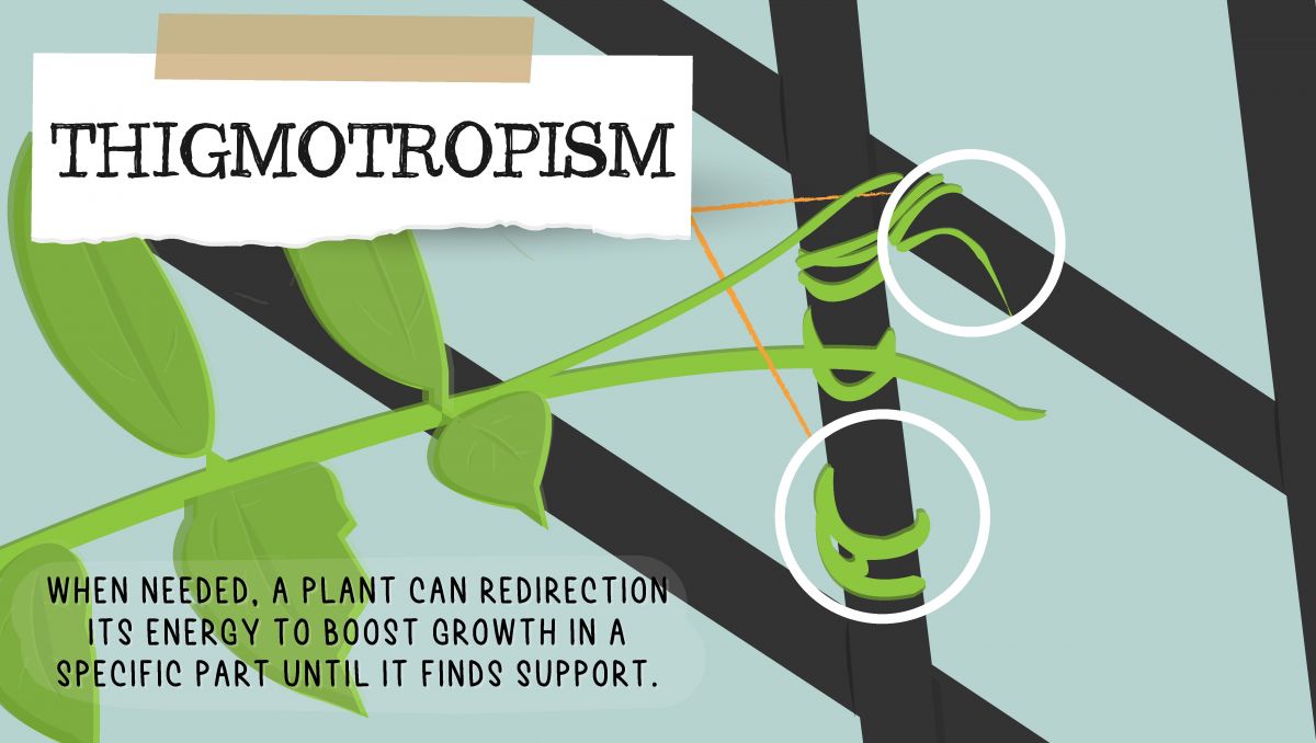 Can cannabis plants think?: thigmotropism