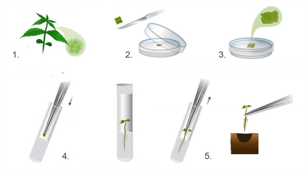 Cannabis plant tissue culture: cloning vs tissue culture