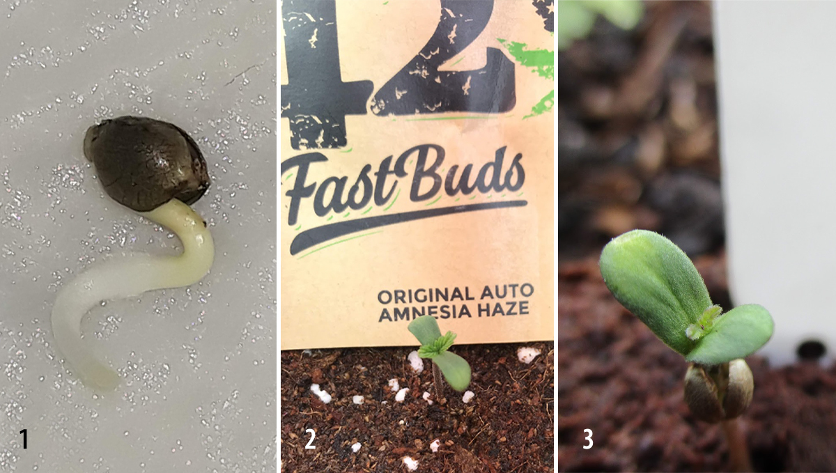 Amnesia Haze Auto: germination