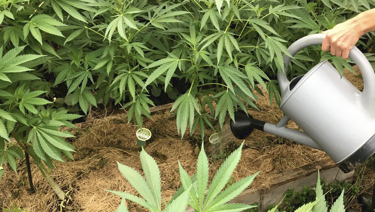 Organic teas for cannabis: how to apply