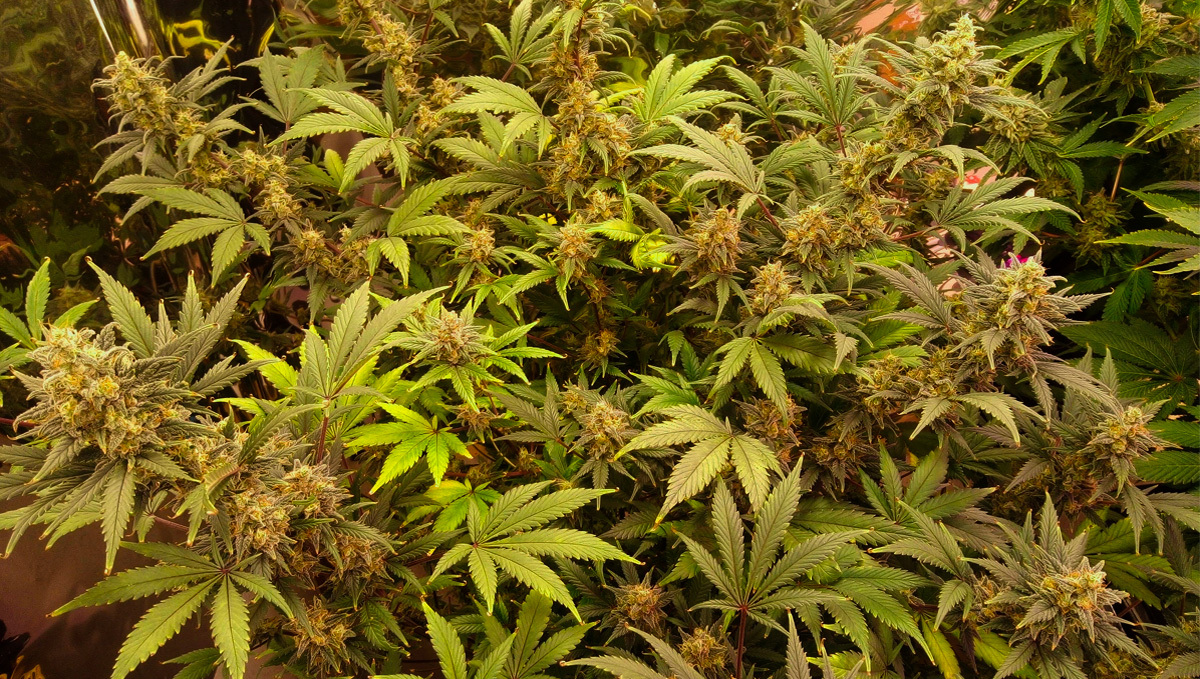 Original White Widow Auto