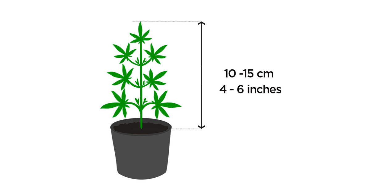 Low Stress Training (LST) Autoflower Cannabis When to Start LST Weed Plants Fast Buds