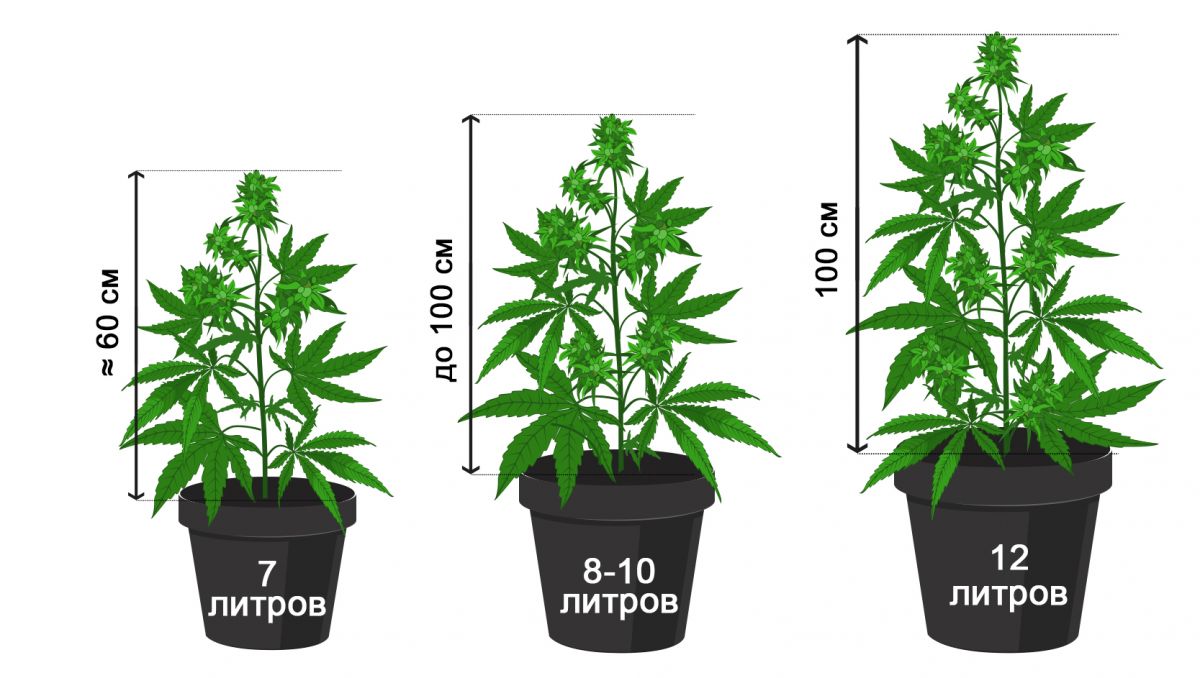 pot_size_rus.jpg