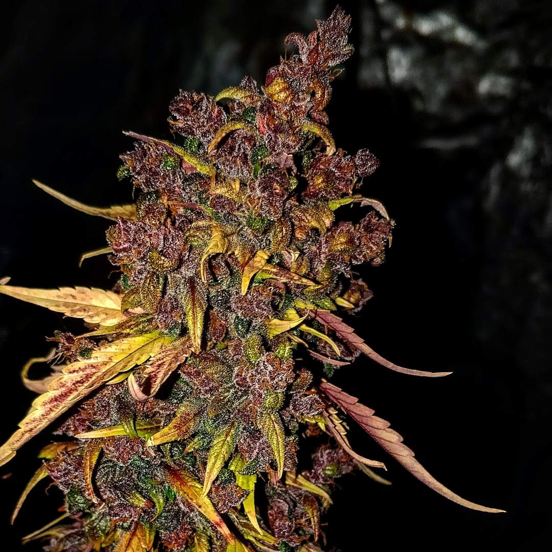 dahoolafastbudsblackberry.jpg blackberry by dahoola