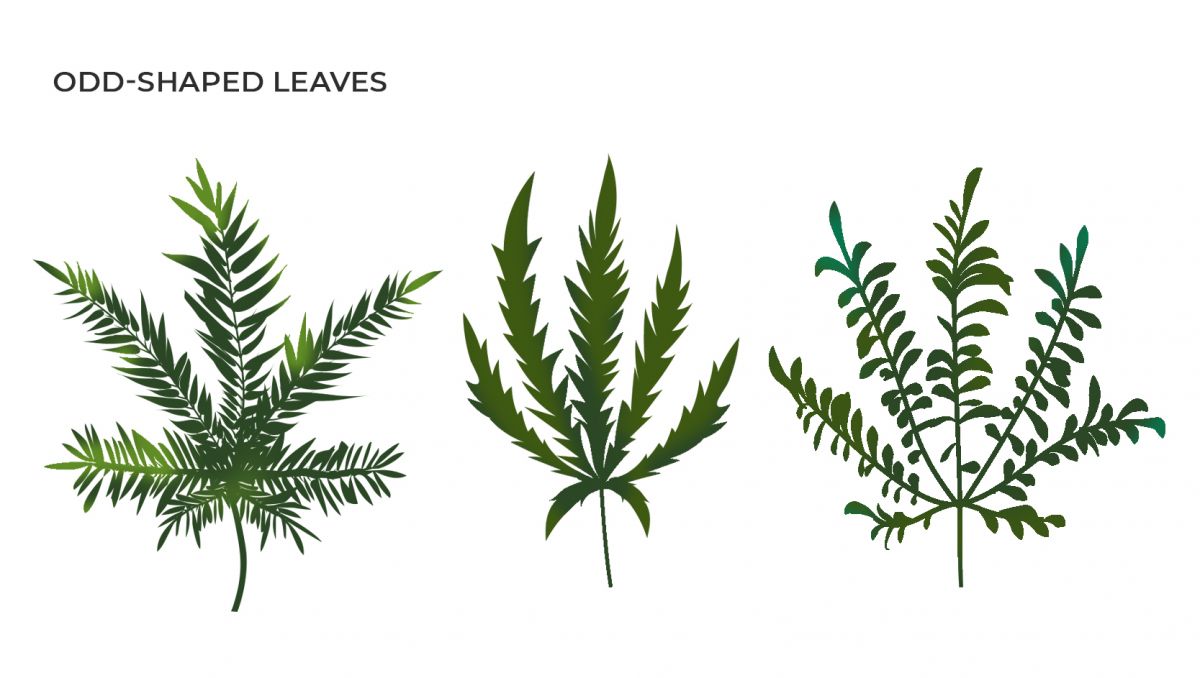 Common cannabis mutations: odd-shaped leaves