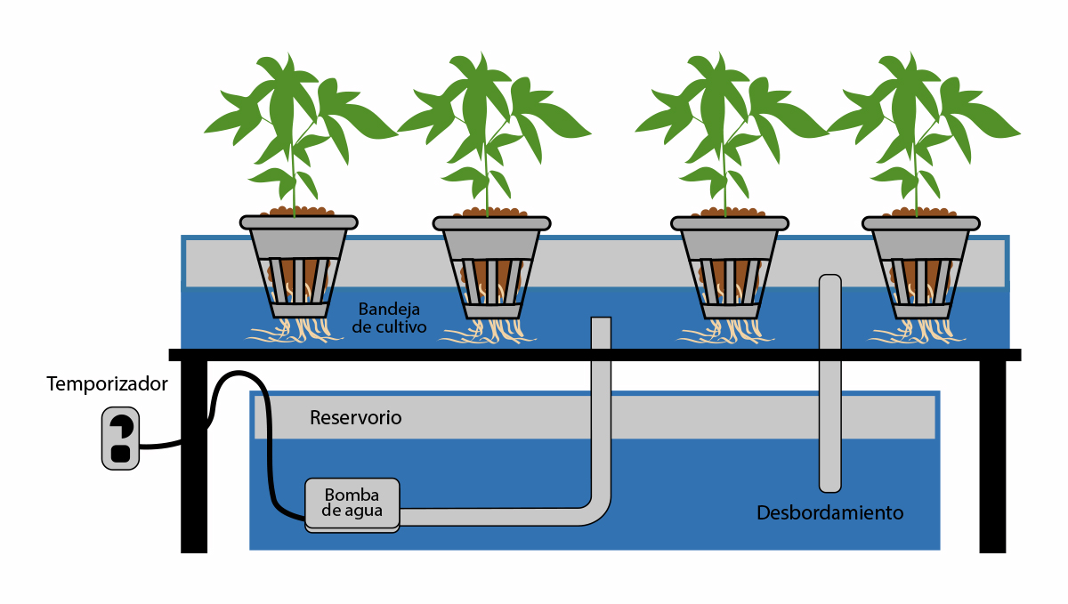 Cannabis autofloreciente en hidro: reflujo y flujo y flujo continuo