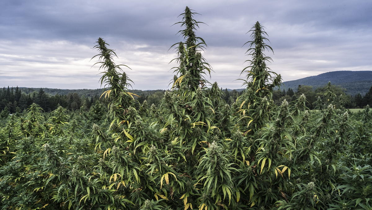 Sinsemilla: why is it more potent?