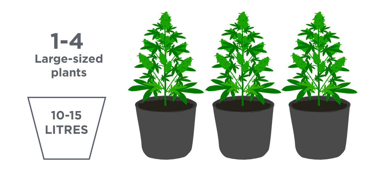 Best pot size for autoflowers: large-sized plants Best pot size for autoflowers: large-sized plants