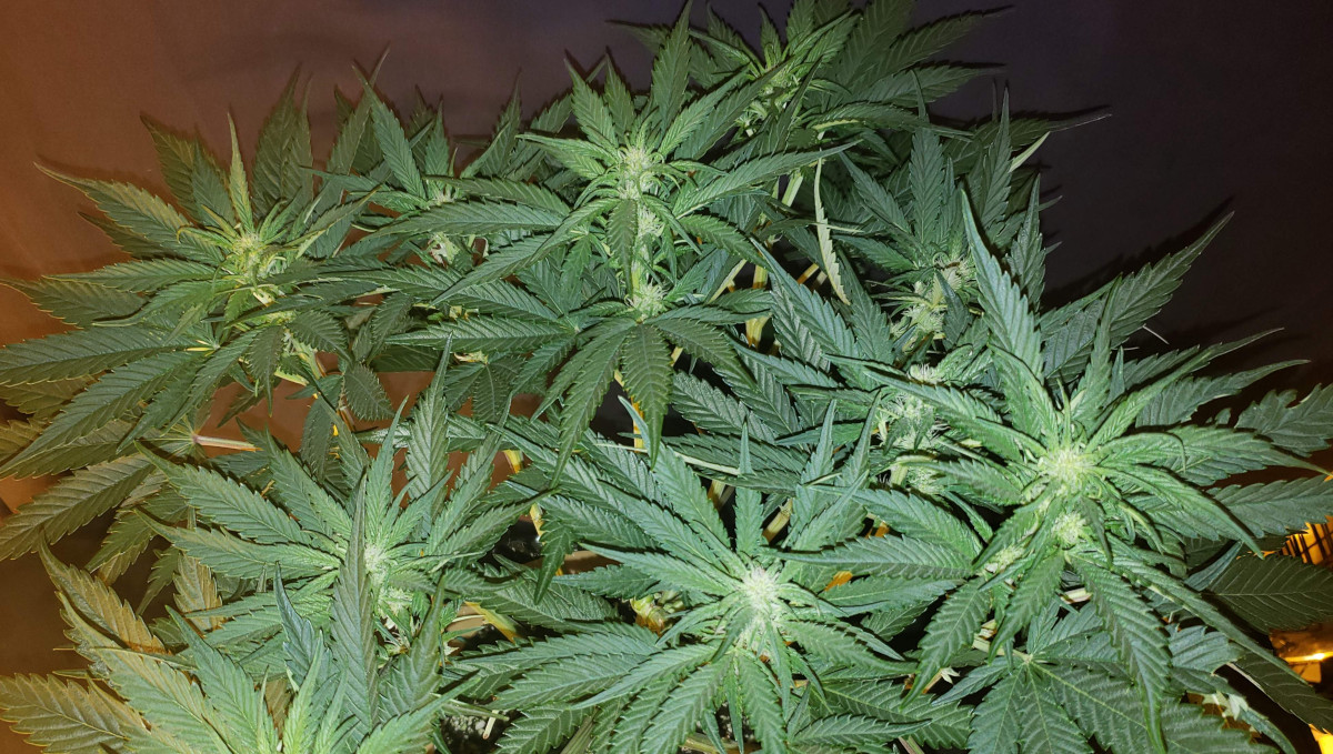 Strawberry Pie Auto Cannabis Strain Week-by-Week Guide: An autoflower with many flowering tops Strawberry Pie Auto Cannabis Strain Week-by-Week Guide: An autoflower with many flowering tops