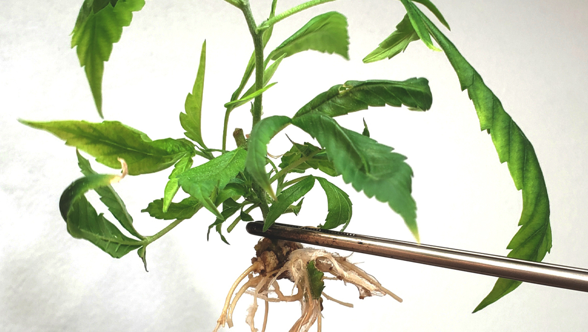 Cannabis plant tissue culture: step-by-step guide