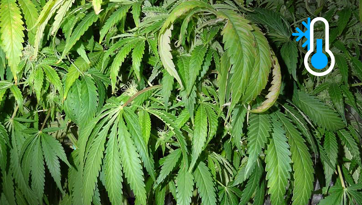 How the environment affects buds: excessive cold