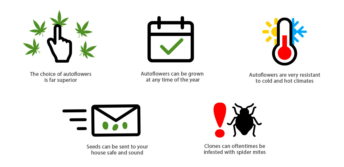 Can You Clone Autoflowering Plants?: Advantages of Growing Autoflowering Seeds Over Clones Can You Clone Autoflowering Plants?: Advantages of Growing Autoflowering Seeds Over Clones