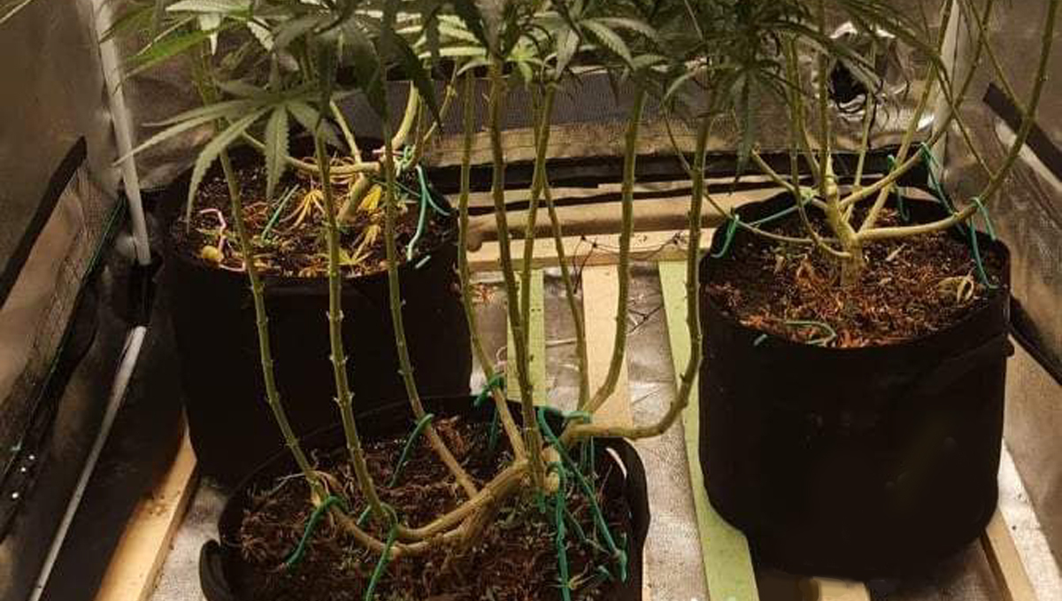 Lollipopping: Common mistakes Lollipopping: Common mistakes