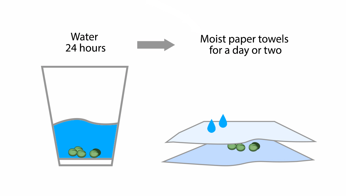 9 Mistakes to Avoid: germination 9 Mistakes to Avoid: germination