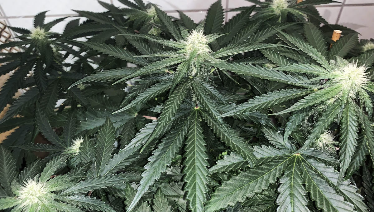 Die Blüte-Phase: Woche 2