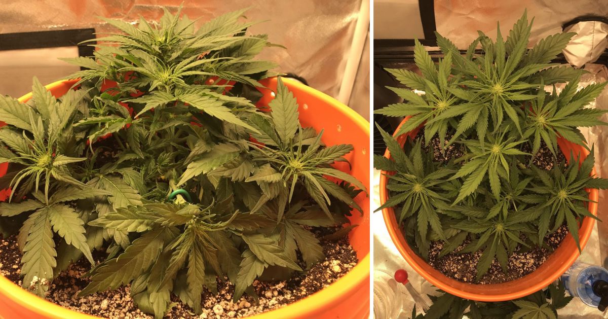 Harvest Your Autoflowering Cannabis: ripening of the buds on week 6