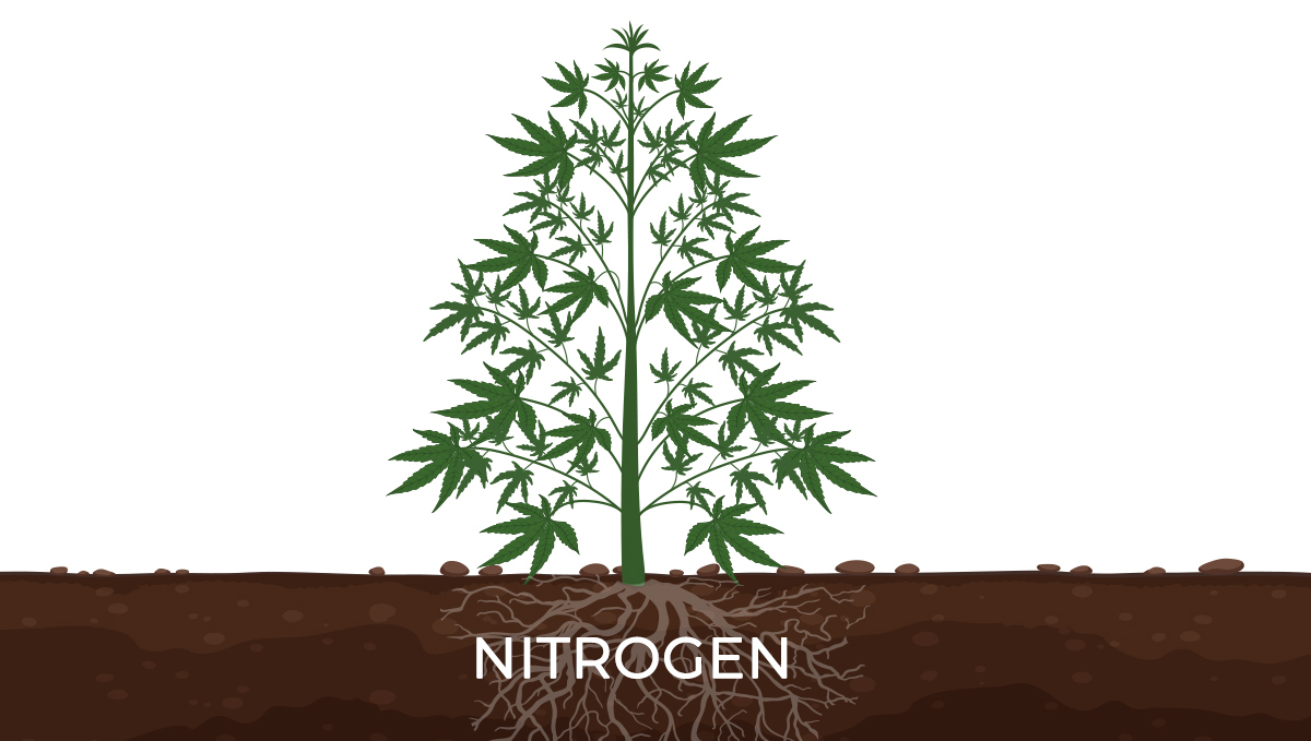 Mother plant care: nutrients