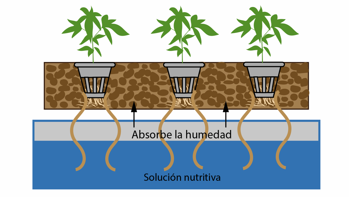 Cannabis autofloreciente en hidro: sistema de mecha