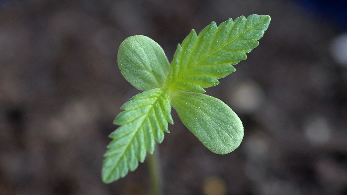 The lifecycle of the autoflowering cannabis plant: seedling stage The lifecycle of the autoflowering cannabis plant: seedling stage