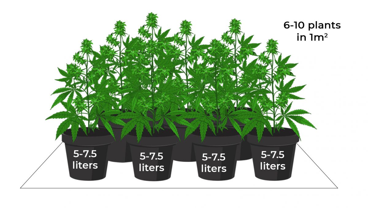 Autoflower Ertrag mit Sea Of Green Set-up