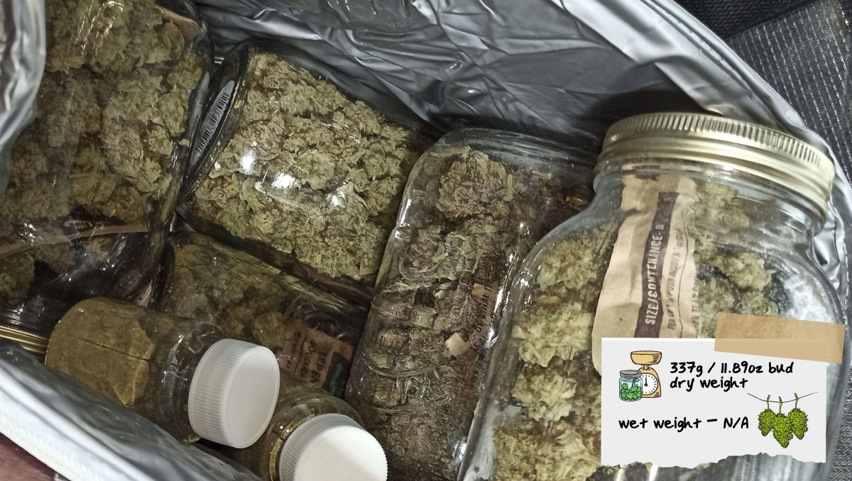 Strawberry Pie Auto Cannabis Strain Week-by-Week Guide: A lot of marijuana buds and kief in glass jars