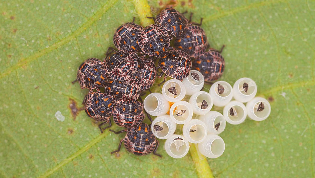 Find out how to cure cannabis plants with a stink bug pest and their eggs Find out how to cure cannabis plants with a stink bug pest and their eggs