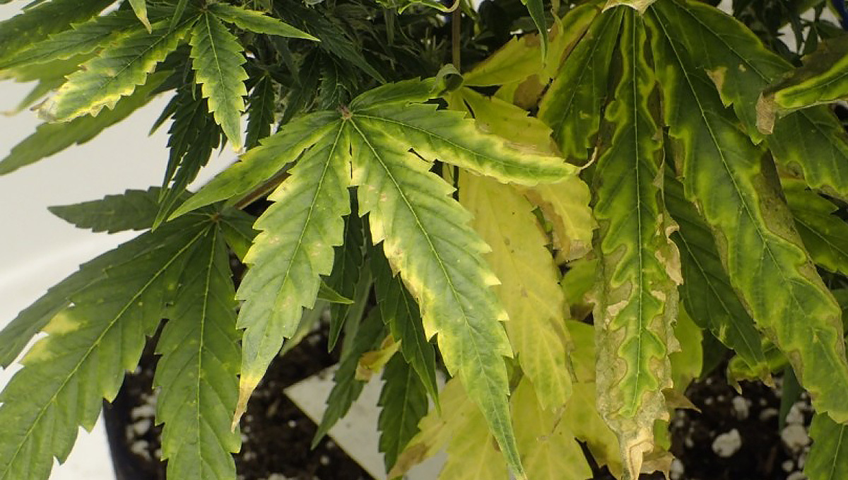 Prevent And Treat Nutrient Lockout: nutrient lockout symptoms Prevent And Treat Nutrient Lockout: nutrient lockout symptoms