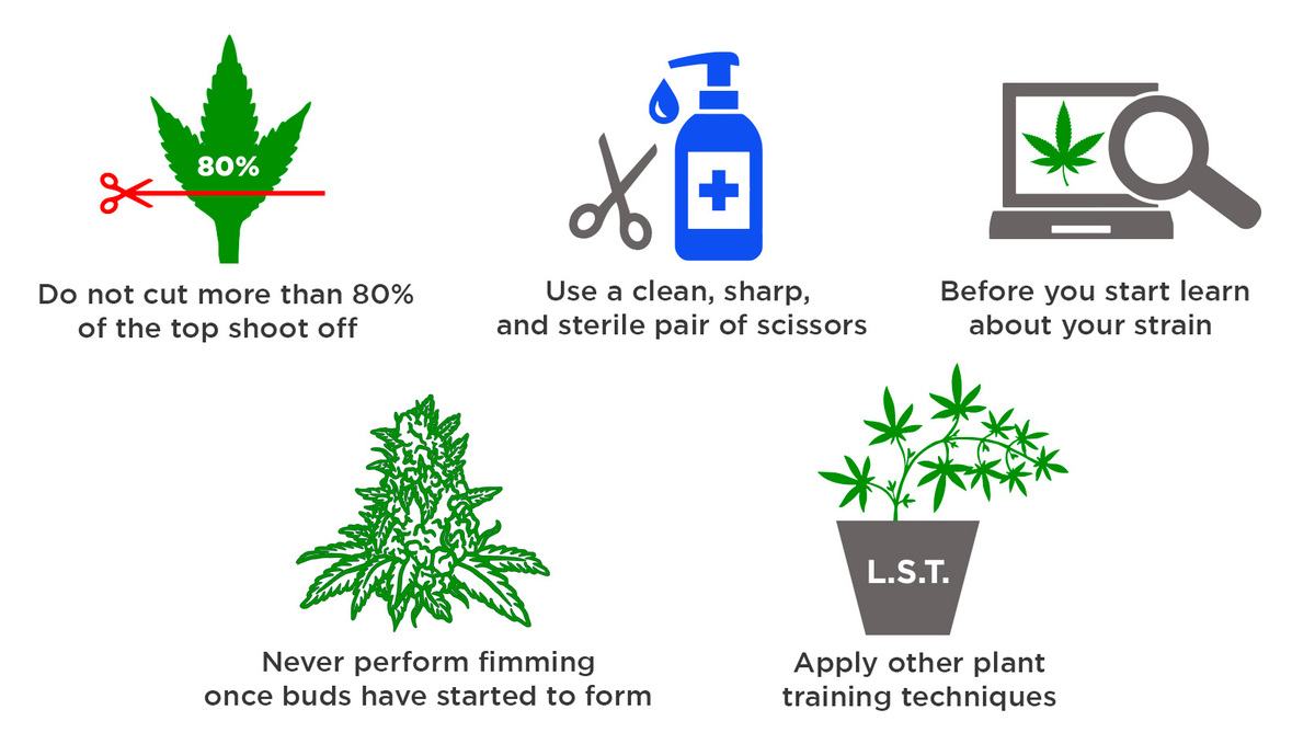 All About Fimming Autoflowering Cannabis Plants: Top Tips on Fimming Cannabis All About Fimming Autoflowering Cannabis Plants: Top Tips on Fimming Cannabis