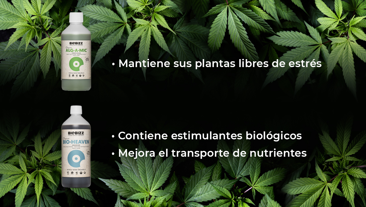 Programa de alimentación de Biobizz: alg-a-mic y bio Heaven Programa de alimentación de Biobizz: alg-a-mic y bio Heaven