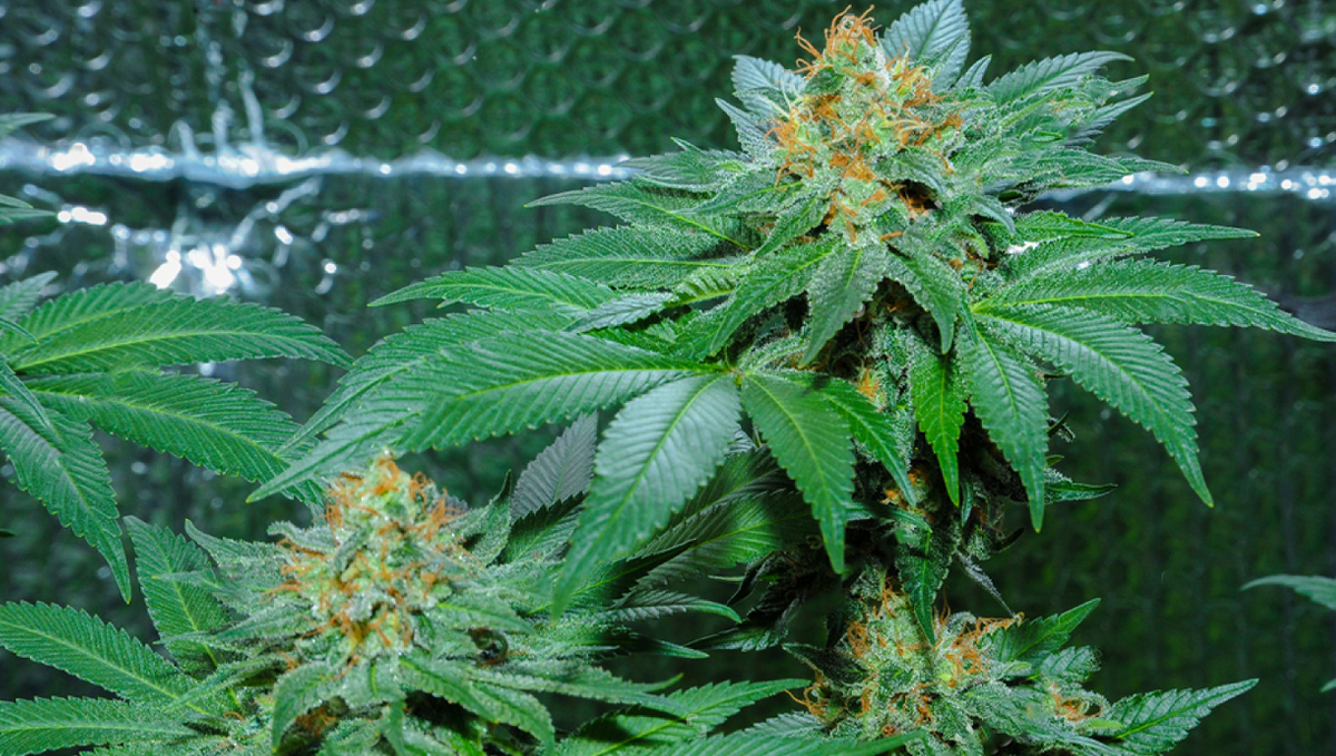 Amnesia Haze Auto: history