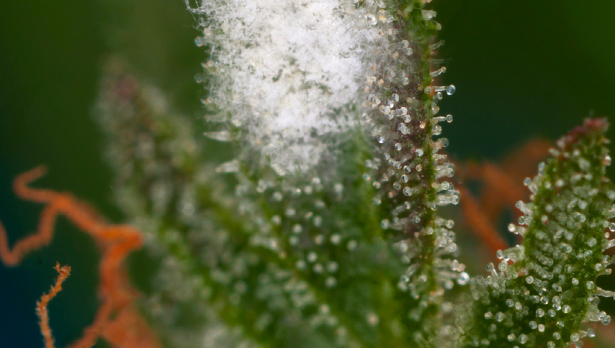 White mildew