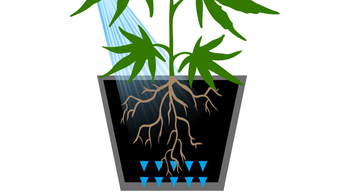 Flushing Cannabis plants