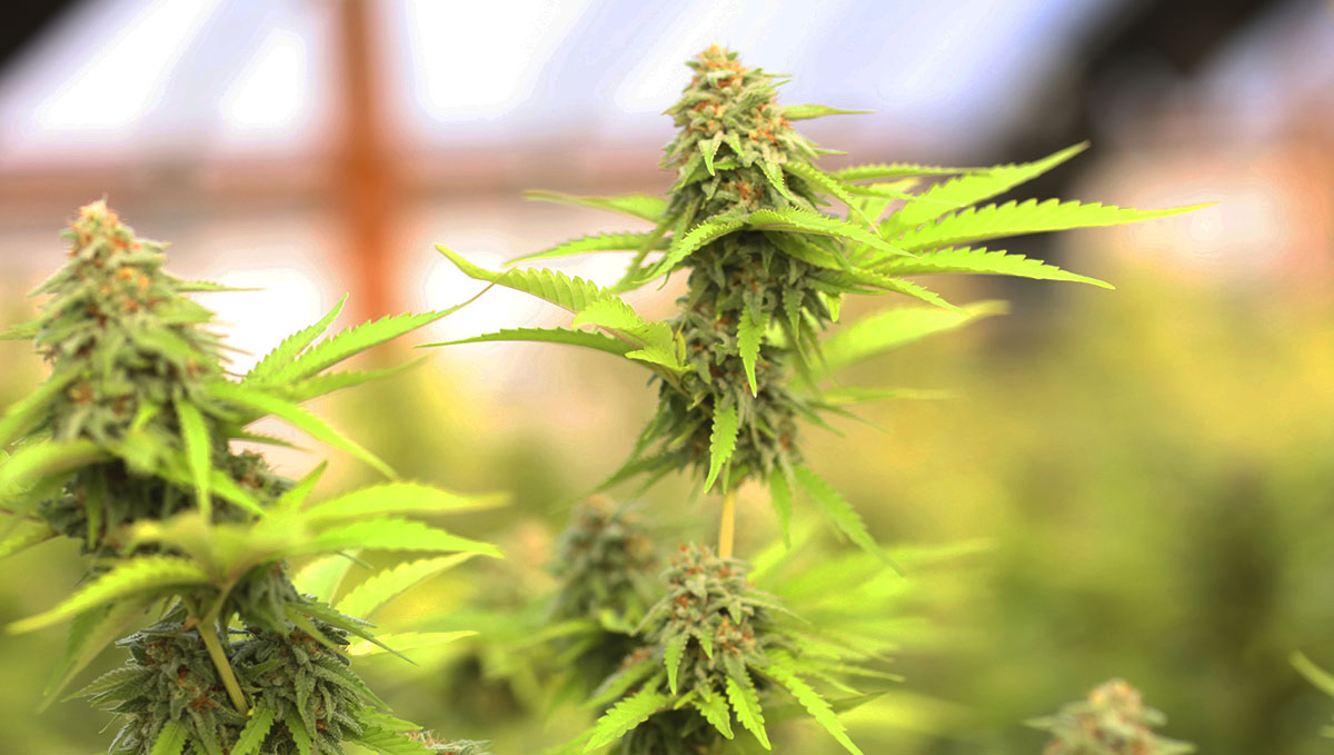 Are you ready to start growing weed at home? Read this checklist and find out! Are you ready to start growing weed at home? Read this checklist and find out!