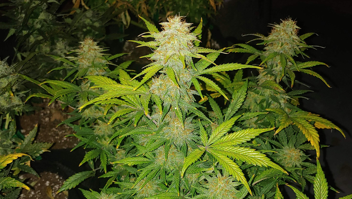 Cheese Auto: history