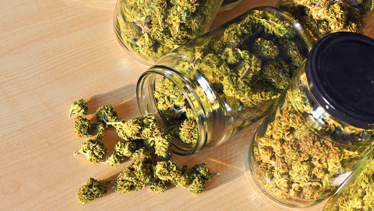 Medium-quality buds already come in beautiful shades of green and nice perfume. Medium-quality buds already come in beautiful shades of green and nice perfume.