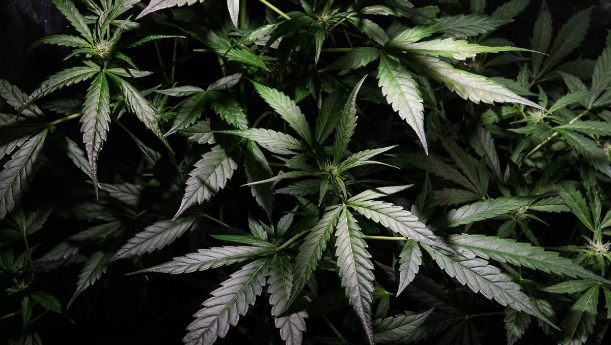 Indoor growing emergencies: lights go off Indoor growing emergencies: lights go off