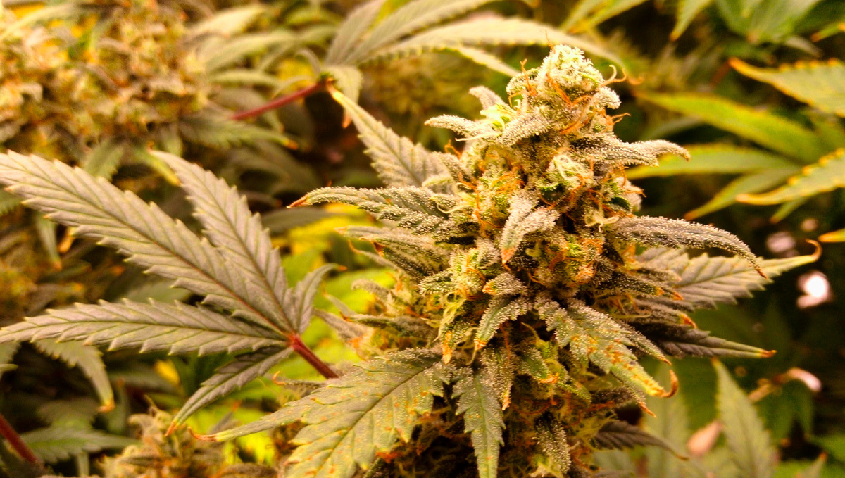 Original Auto White Widow