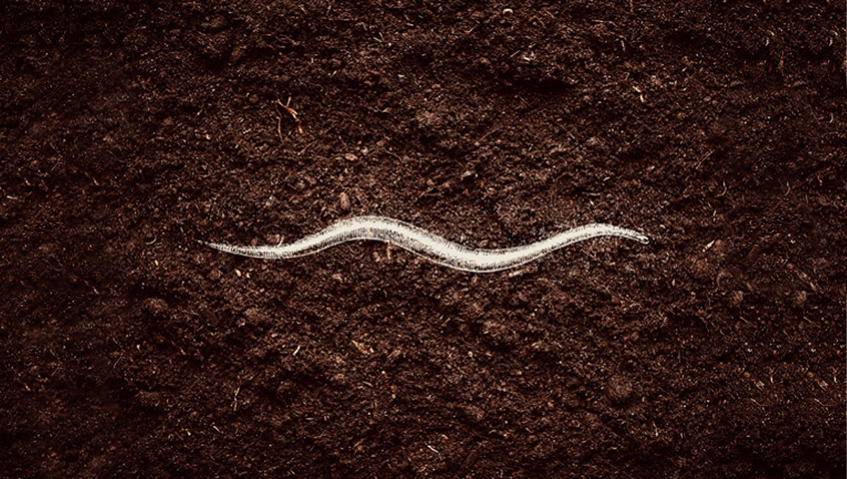 Benefits of microorganisms: nematodes Benefits of microorganisms: nematodes